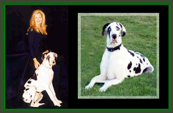 carrie seger pet sitter carlsbad ca with great dane