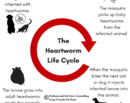 heartworm disease