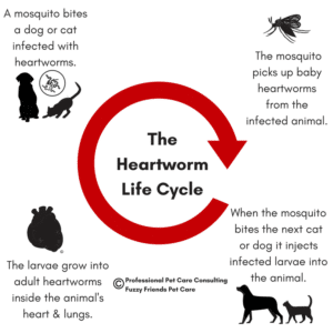 heartworm disease